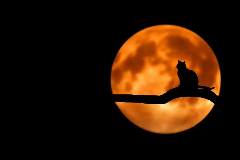 katze bei nacht