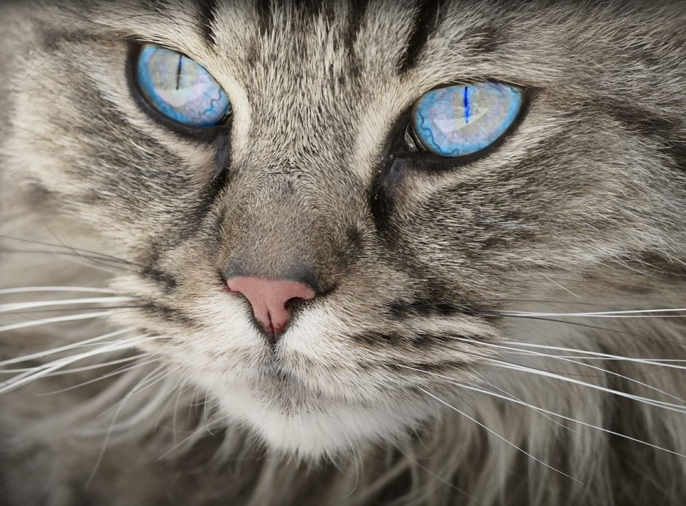 katzensprache