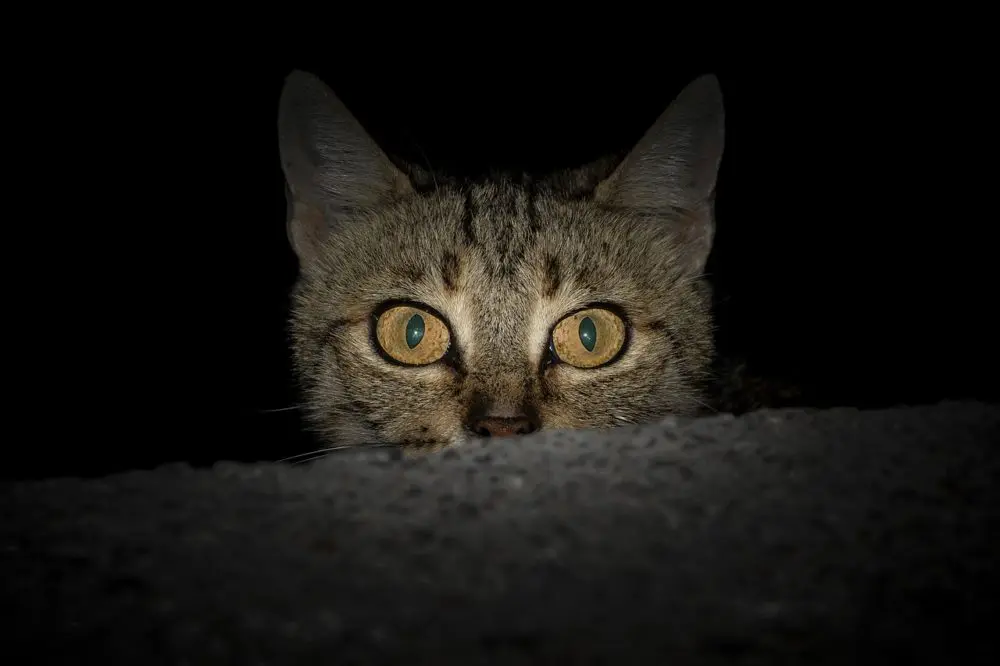 katzen sehen nachts