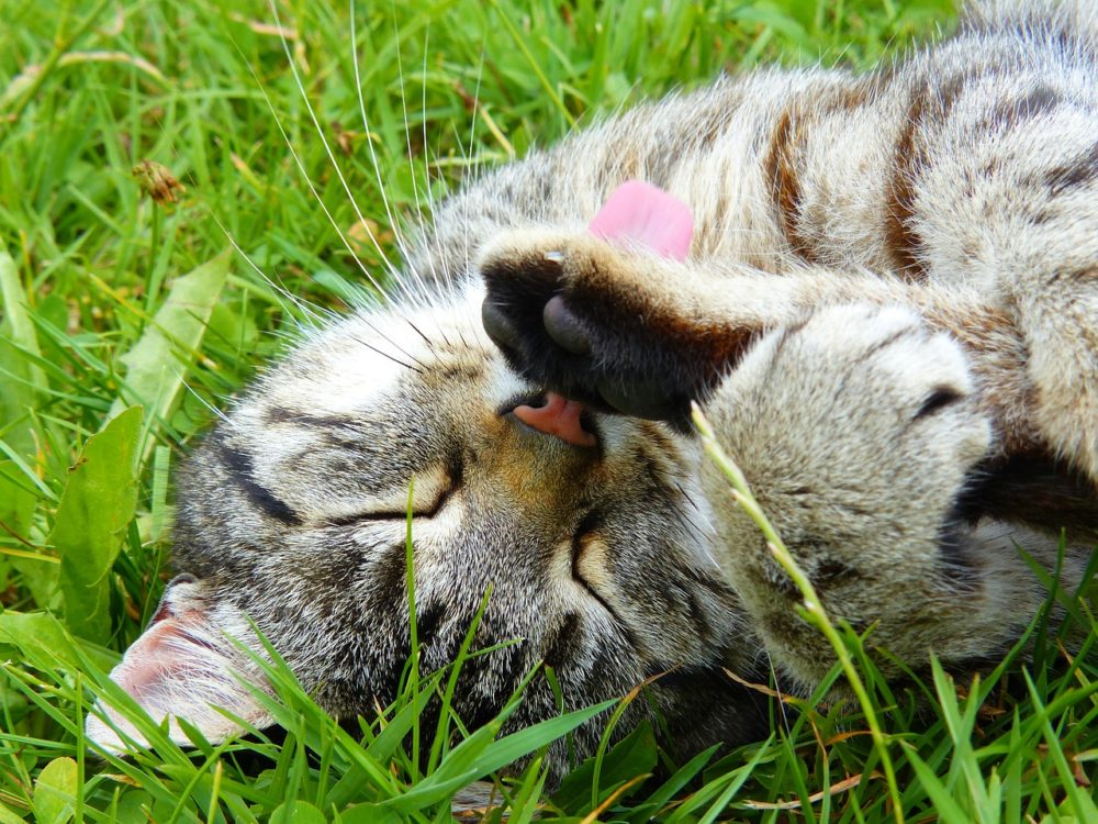 katze putz sich