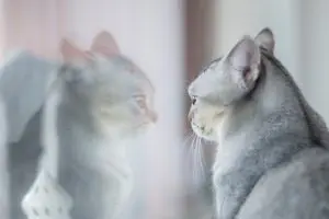 katze spiegel