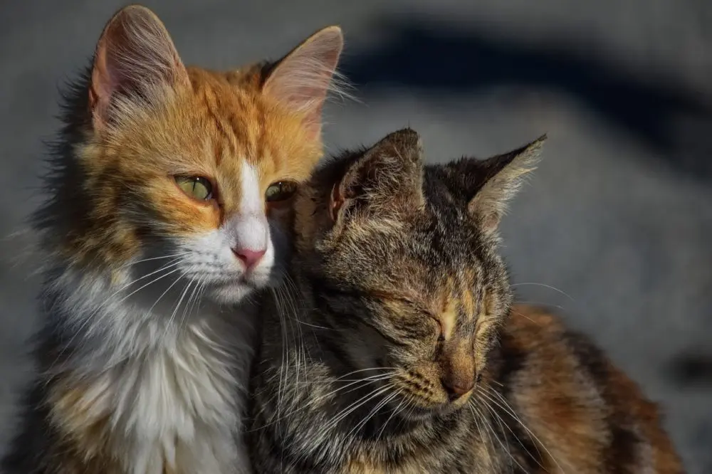 können katzen weinen