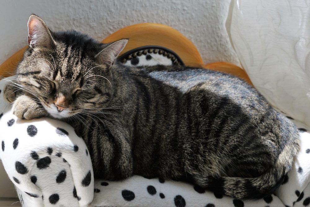 ohne katze in den urlaub