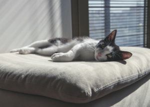 katze wohnung