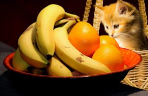 katze obst