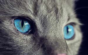 wie sehen katzen nachts