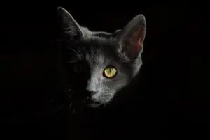 katze sieht nachts besser als menschen