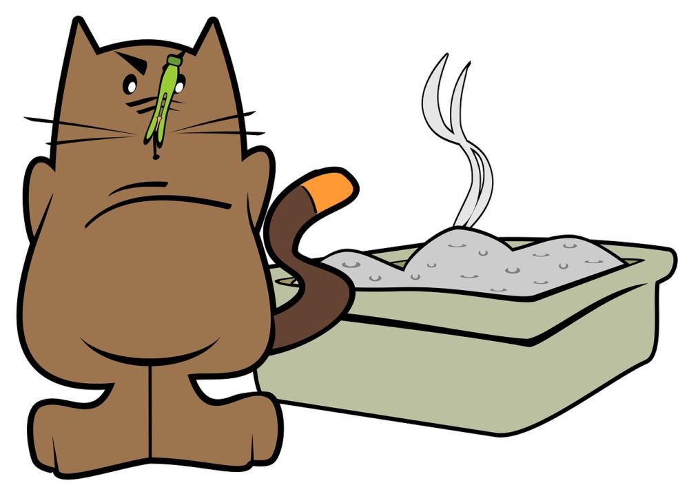 Katze macht vor das Katzenklo