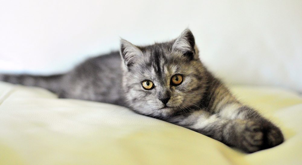 katze miaut nachts
