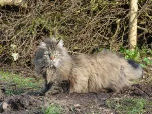 Norwegische Waldkatze Wesen