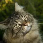 norwegische waldkatze charakter