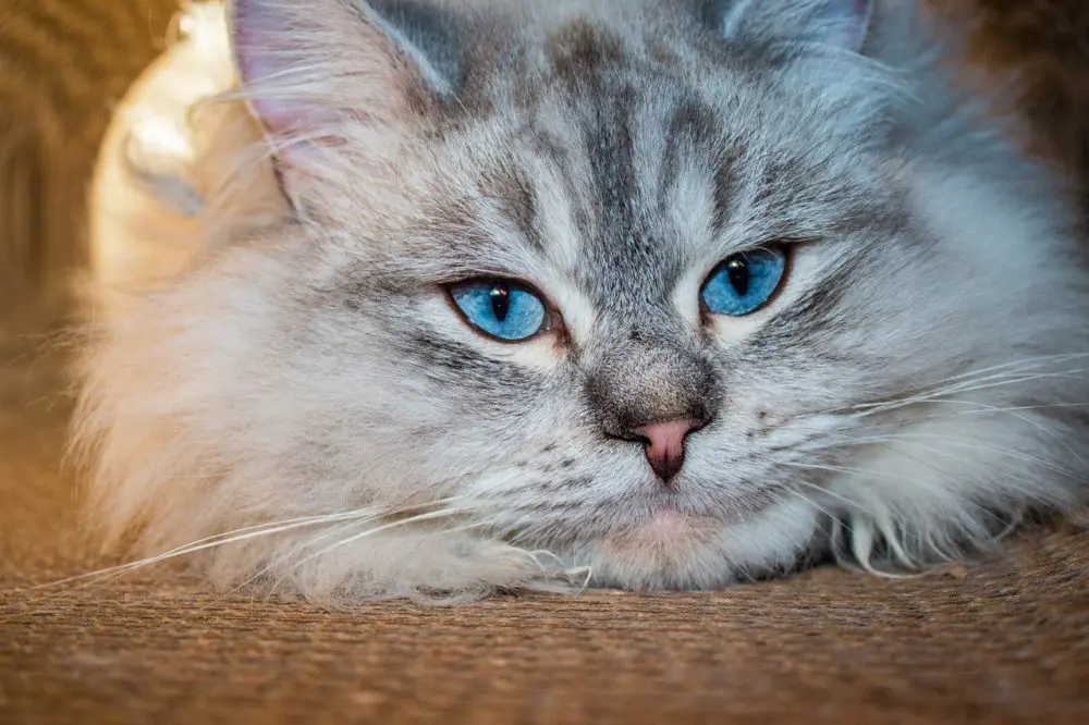 sibirische waldkatze