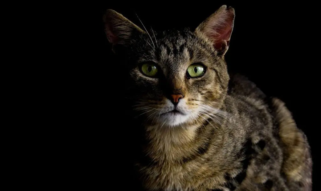 was denken katzen