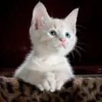 katzenalter