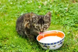Darf Katze Milch trinken?, Katze Milch