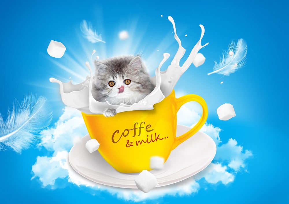 Dürfen Katzen Milch trinken? - katze-ratgeber.de