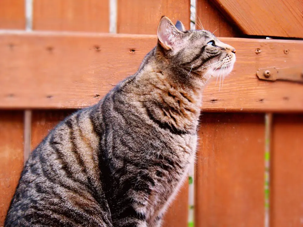 katzen diät