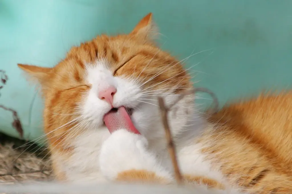 katzenbaldrian