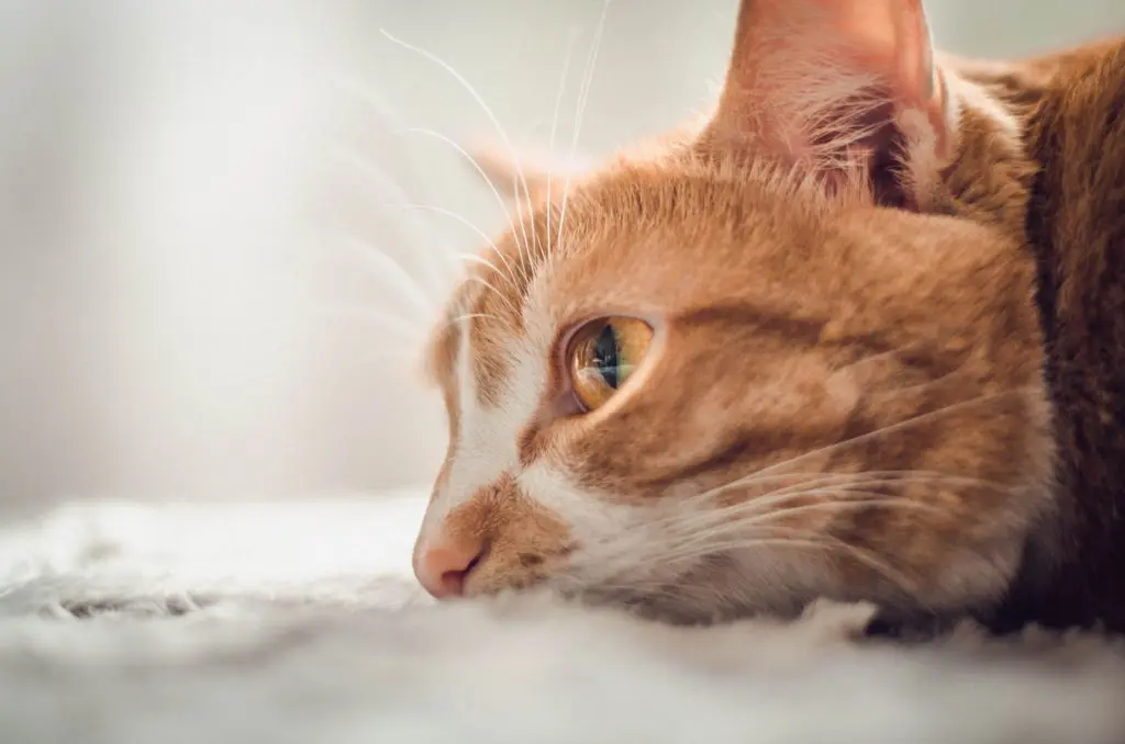 katze trauer fressen