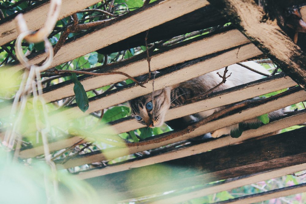 Welcher Geruch hält Katzen fern? katzeratgeber.de