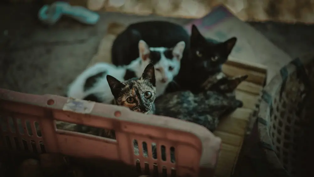 strassenkatze