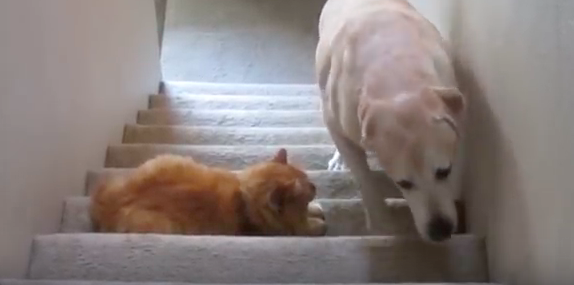 katzen und hundevideos