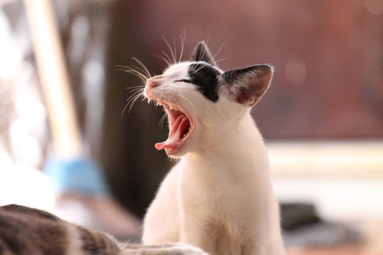 Wie lange ist eine Katze rollig? katzeratgeber.de