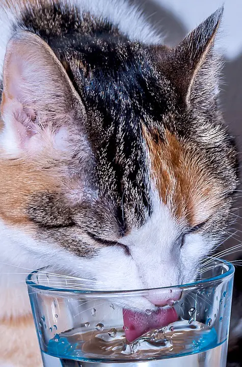 trinkbrunnen katze