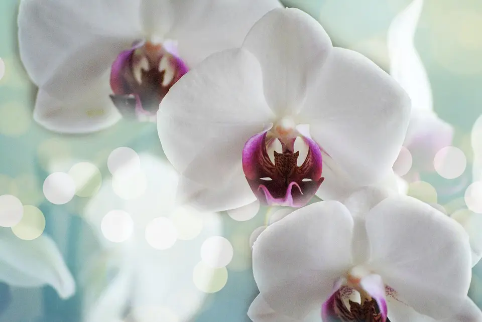 sind orchideen giftig für katzen