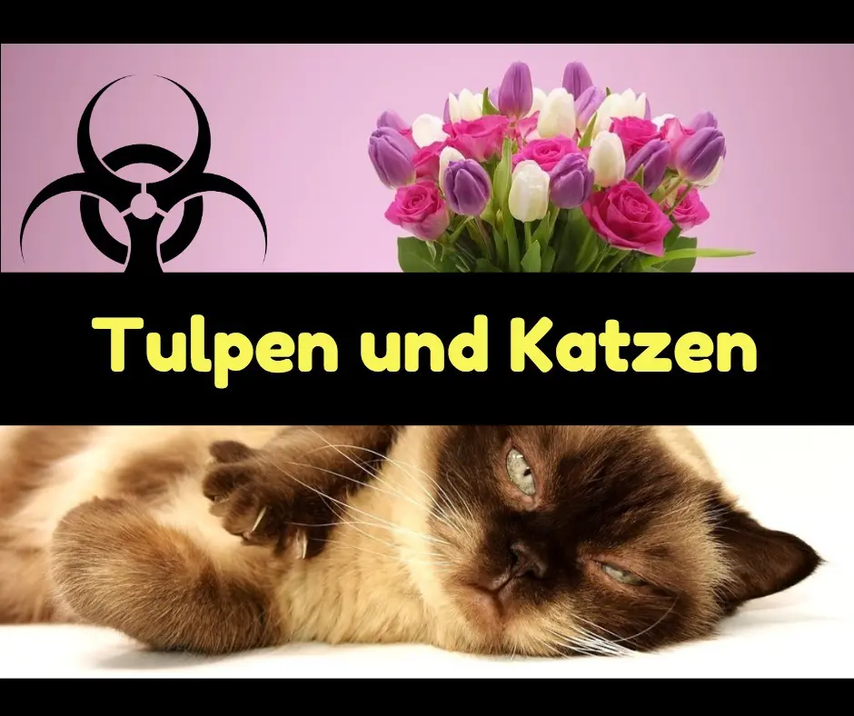 sind tulpen giftig für katzen