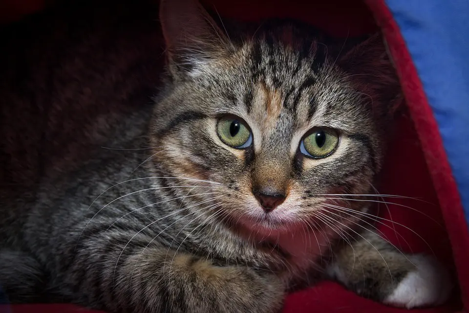 katzenhöhle aus filz