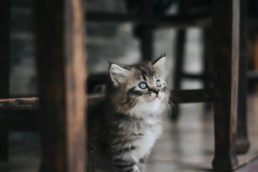 Katzen Kratzschutz