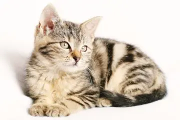 Katzengras Samen Bestenliste