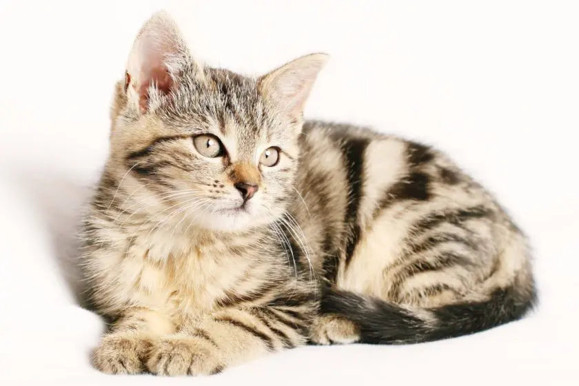 Katzengras Samen Bestenliste