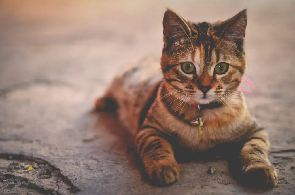 Katzen Handtschuhe