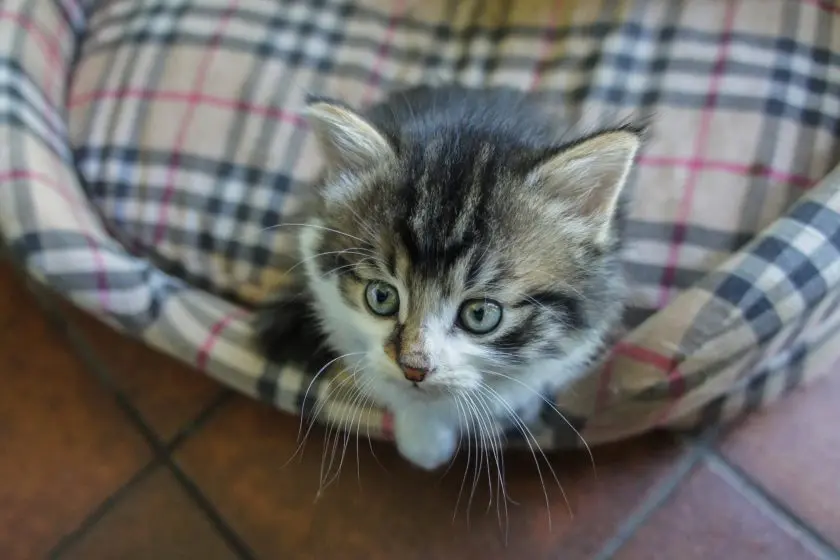 katzenkorb