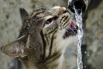 wasserspender katze