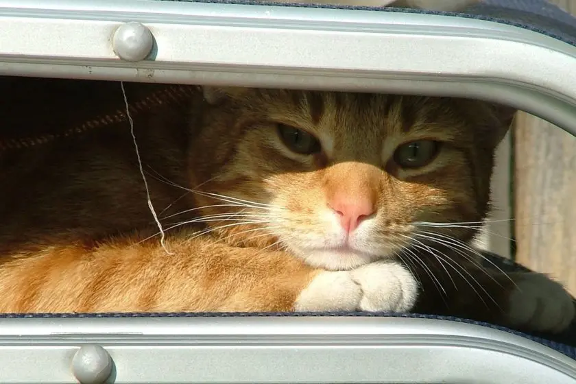 kühlmatte katze