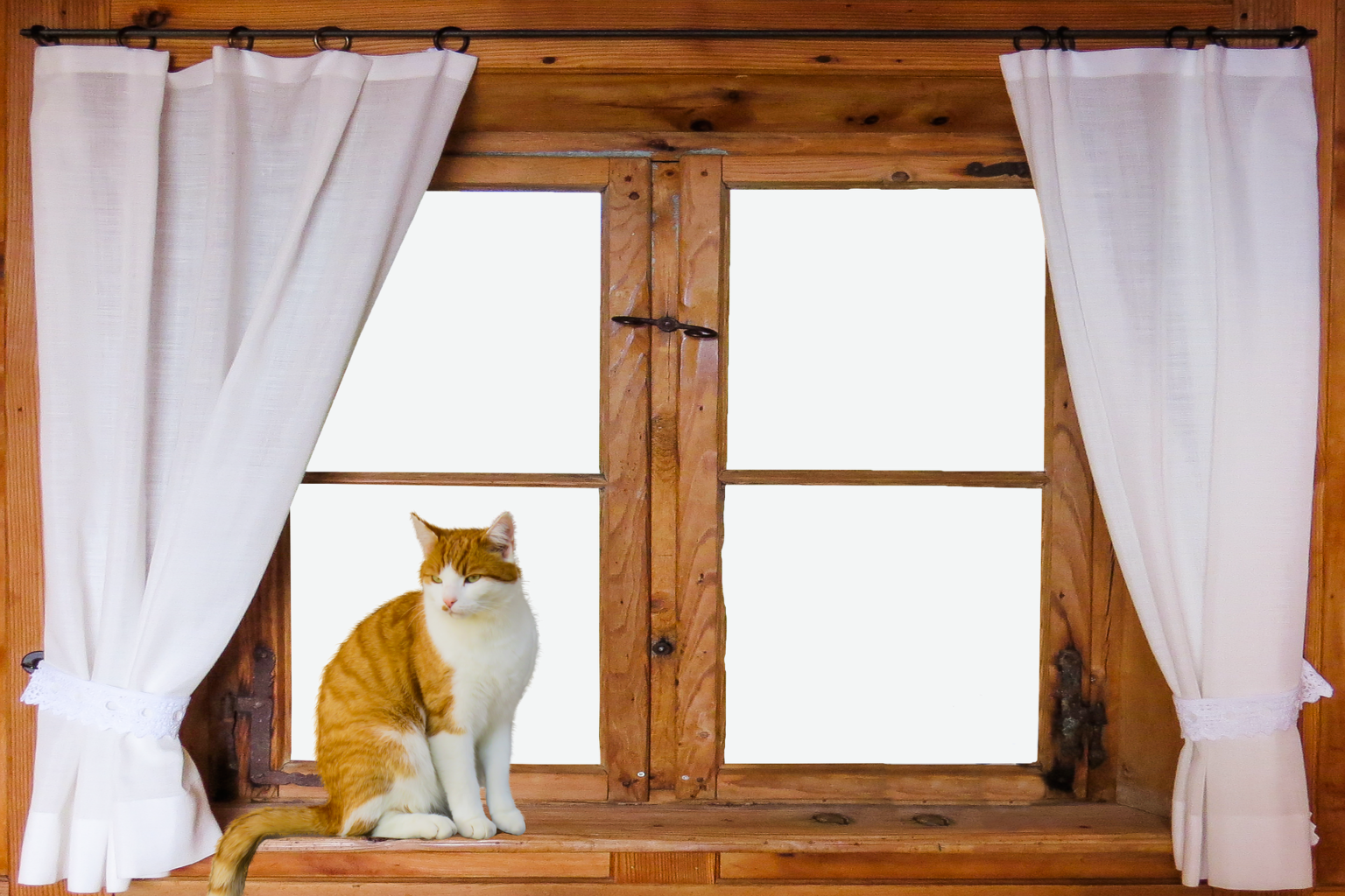 Best HD Pictures about  Kippschutz Fenster Katze  with No AI Images