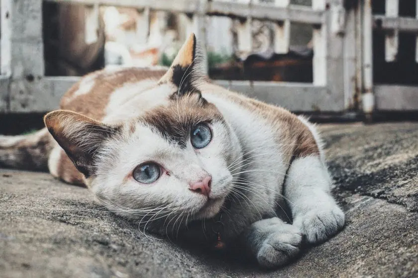 Katzennapf