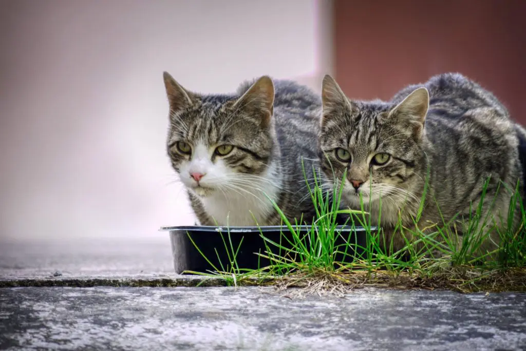 Futternapf
