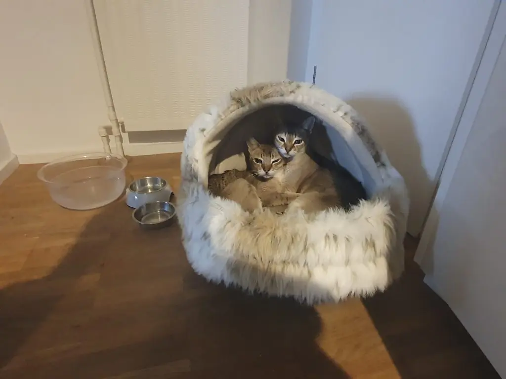 katzenkörbchen bestellen