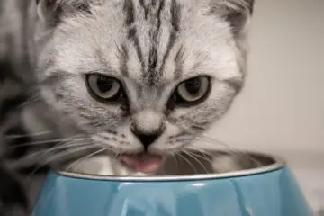 barfen katze
