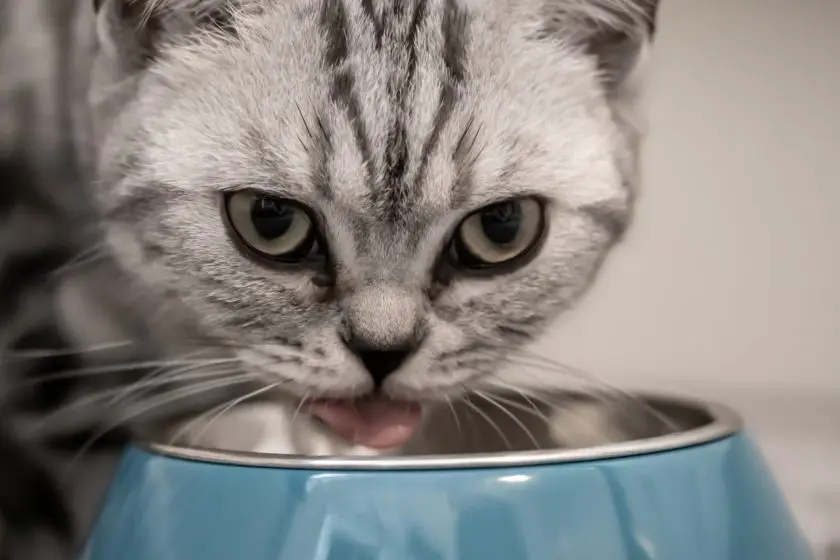 barfen katze