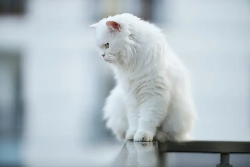 katzenversicherung