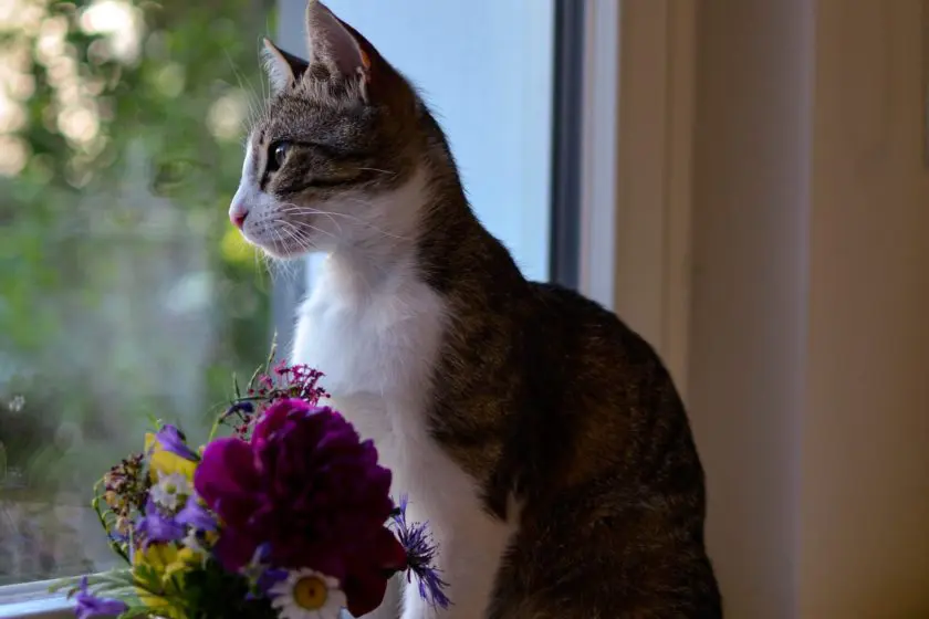 mit katze umziehen