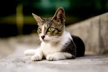 gesunde katze