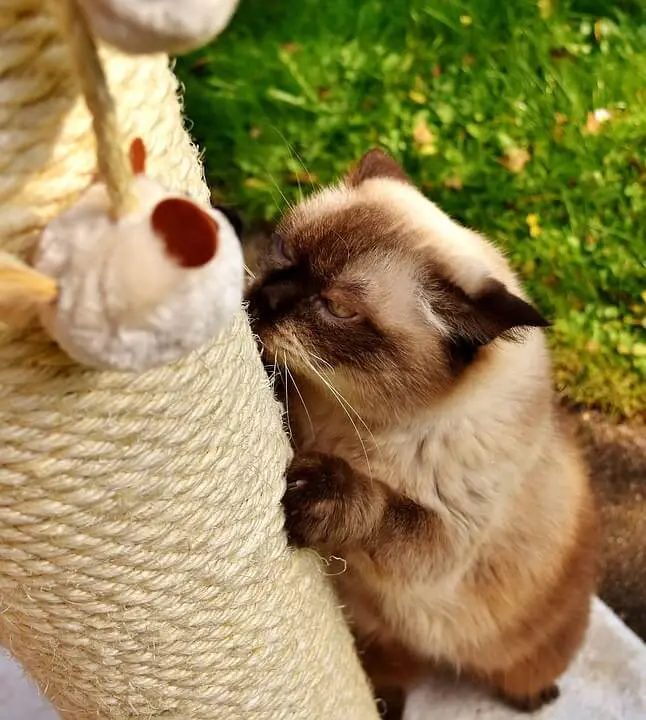 katze-ratgeber.de