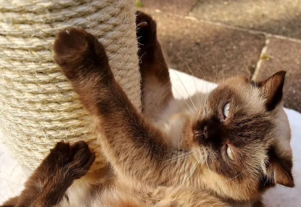 katze-ratgeber.de