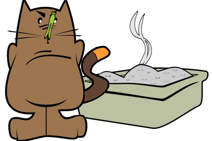 Katzenklo mit Sieb: Vorteile und Funktion